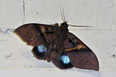 Ischyja