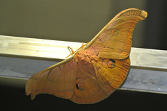 Antheraea