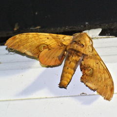 Daphnusa ocellaris