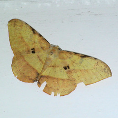 Dalima subflavata