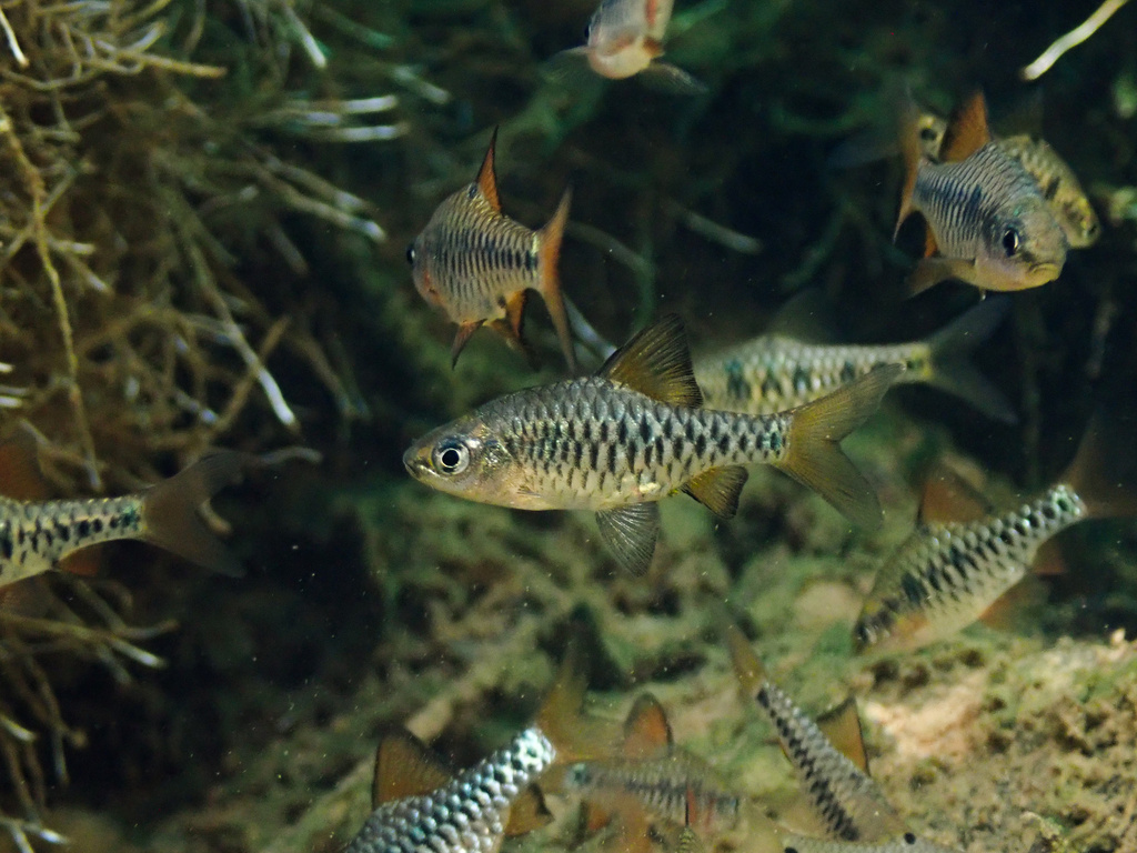 Checker Barb (Oliotius oligolepis)