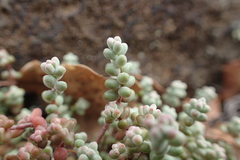 Sedum