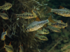 Checker Barb photo 2