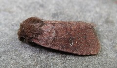 Pseudorthodes vecors