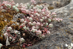 Sedum