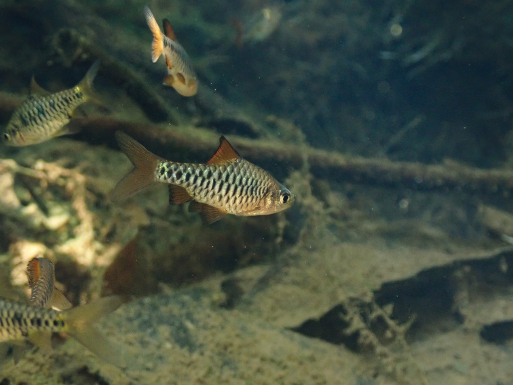 Oliotius oligolepis (Oliotius oligolepis)