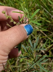 Lespedeza leptostachya
