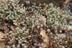 Sedum