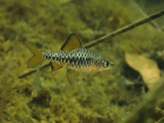 Checker Barb photo 3
