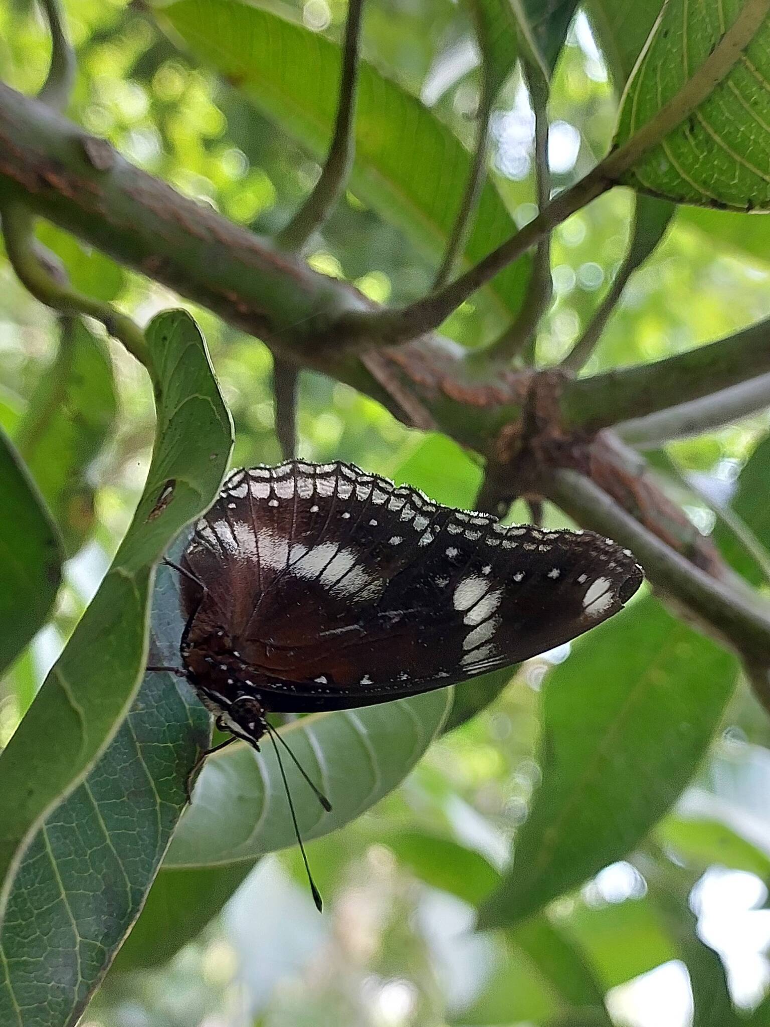 Great Eggfly