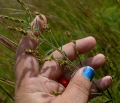 Lespedeza leptostachya