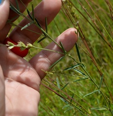 Lespedeza leptostachya