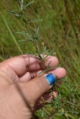 Lespedeza leptostachya