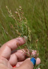 Lespedeza leptostachya