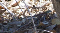 Aspidoscelis uniparens