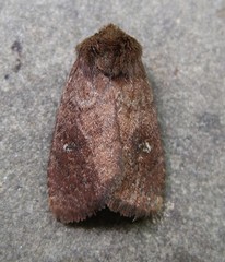 Pseudorthodes vecors