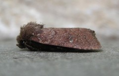 Pseudorthodes vecors