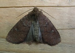 Pseudorthodes vecors