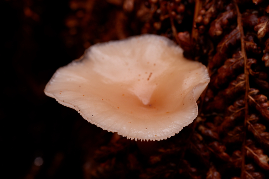 Singerocybe clitocyboides