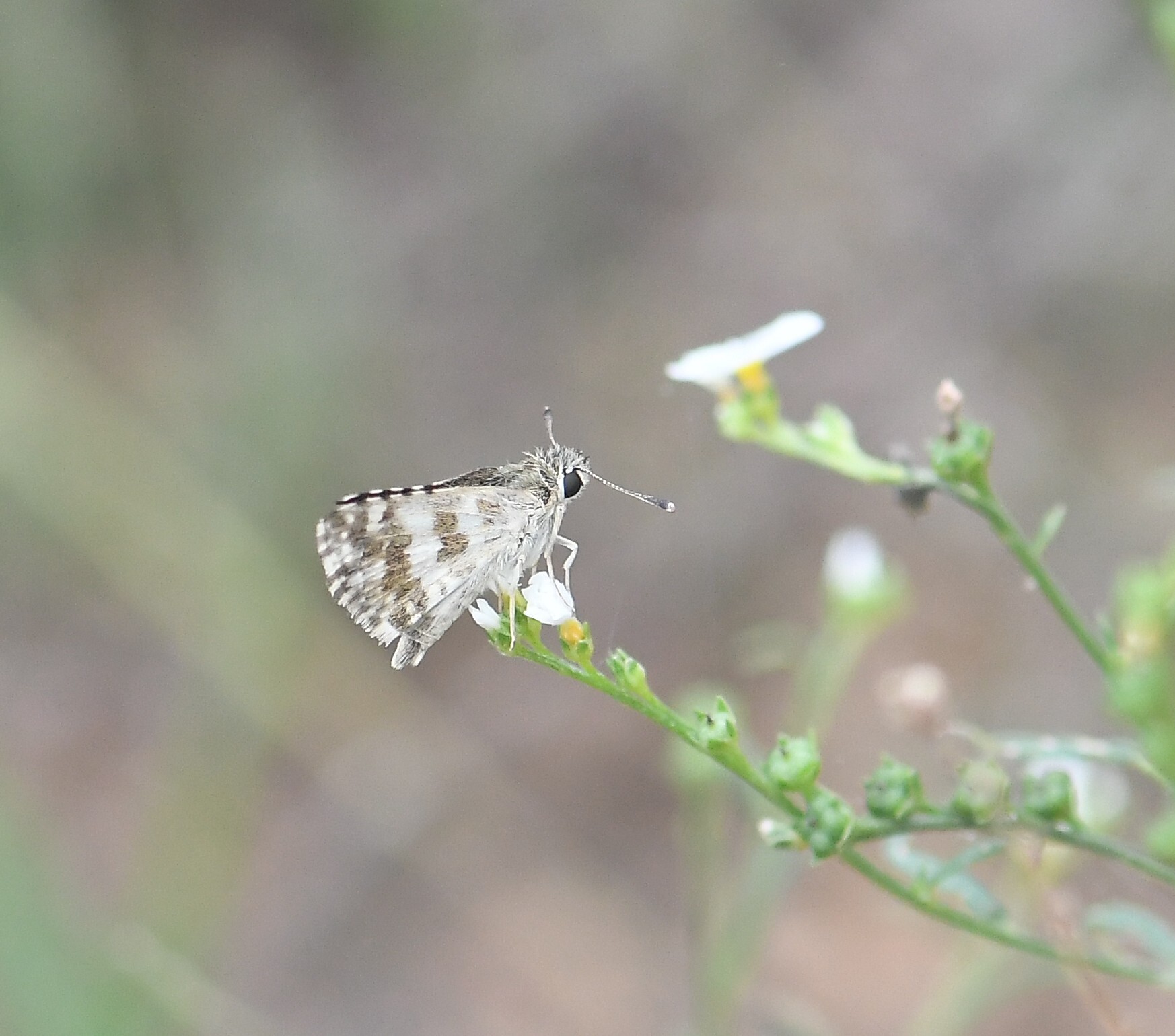 Asian Grizzled Skipper
