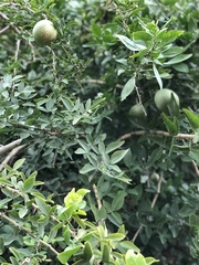 Aegle marmelos