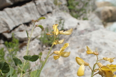 Cytisophyllum sessilifolium