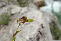 Cytisophyllum sessilifolium