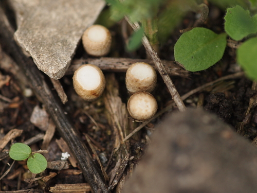 field bird's nest fungus