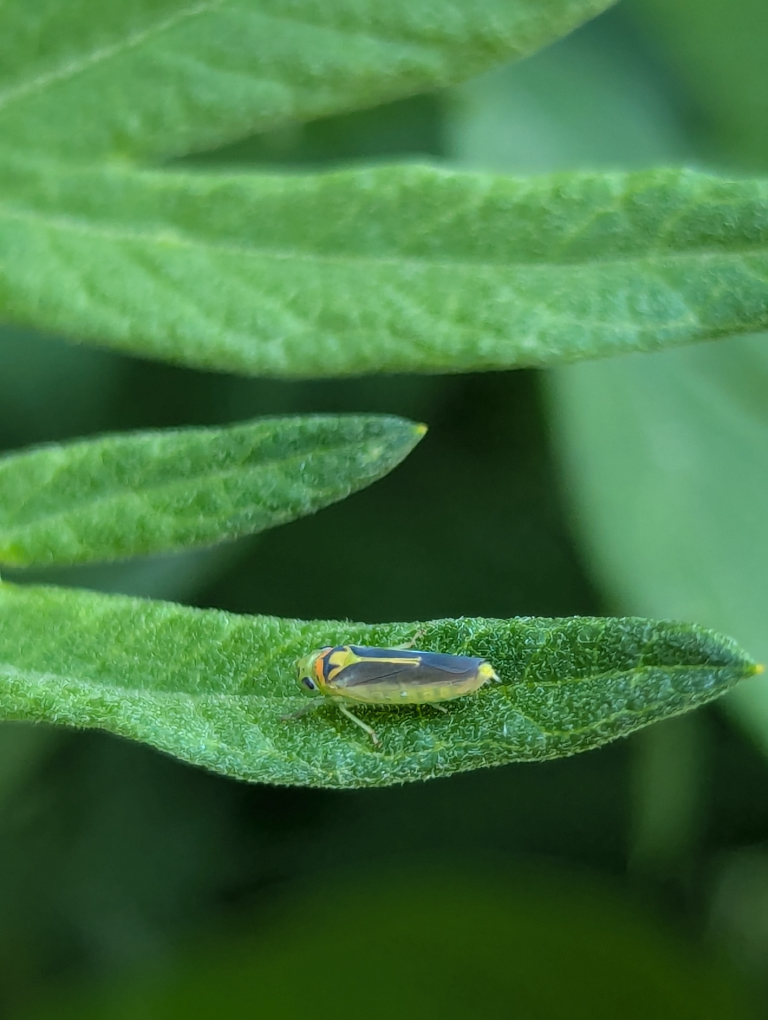 Kolla paulula | Insect Vectors of Plant Disease