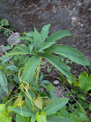 Sauromatum venosum, photograph 6