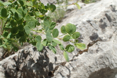 Cytisophyllum sessilifolium