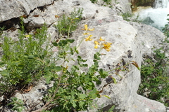 Cytisophyllum sessilifolium