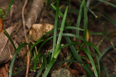Ophiopogon