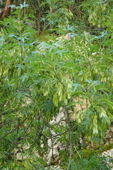 Fraxinus ornus