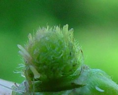 Rubus incurvatus