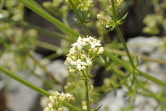 Galium lucidum