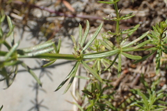 Galium lucidum