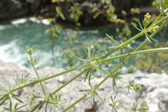 Galium lucidum
