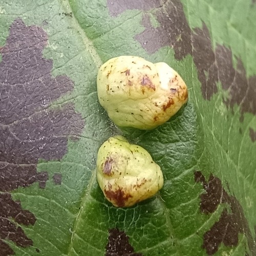 alder vein angle gall, 9351 JX Leek, Netherlands, photo 7 of 10