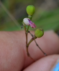Phemeranthus rugospermus
