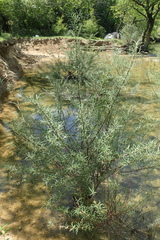Salix eleagnos