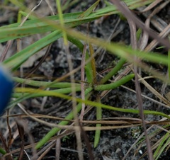 Phemeranthus rugospermus