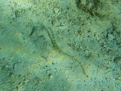 Corythoichthys flavofasciatus