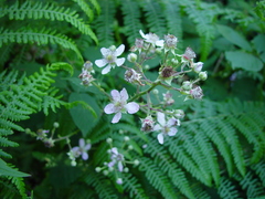 Rubus rubritinctus