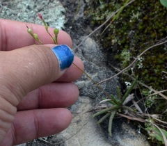 Phemeranthus rugospermus