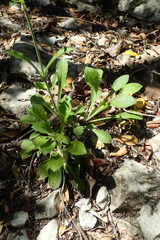 Silene italica
