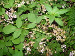 Rubus rubritinctus