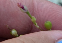 Phemeranthus rugospermus