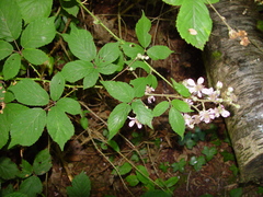 Rubus rubritinctus
