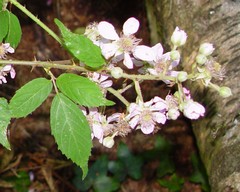 Rubus rubritinctus